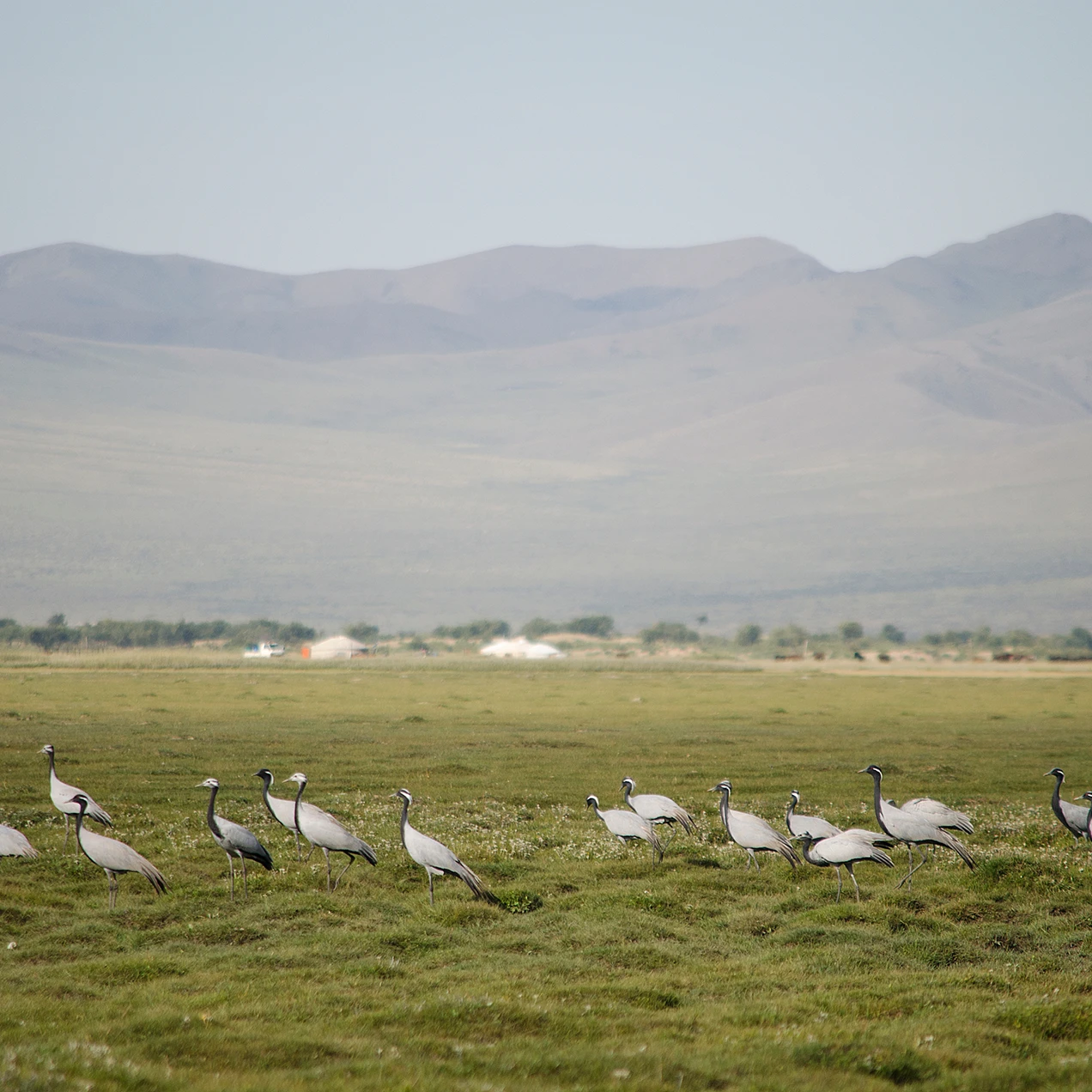 Autumn - Bar headed goose on a grassland with mountains in the back
