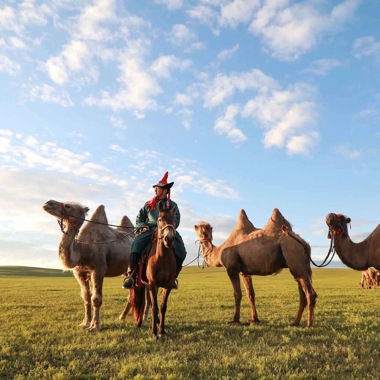 Summer - Camels with a camel rider on a grassland
